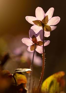 Spring purple flowers