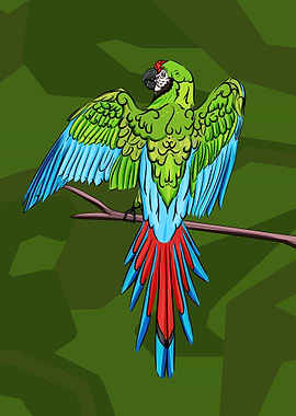 Military Macaw