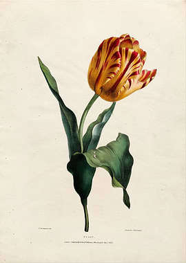 Vintage Tulip Painting
