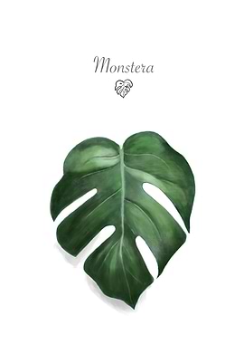 Tropical Monstera Natural