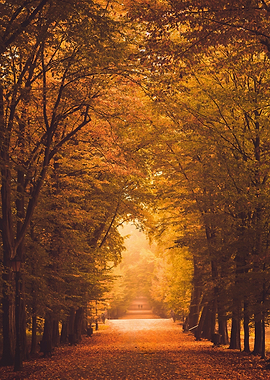 Autumn morning in the park