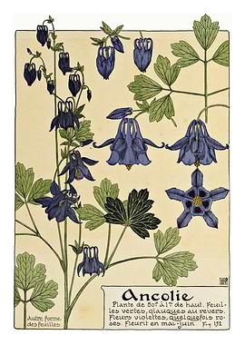 Aquilegia Columbine Flower