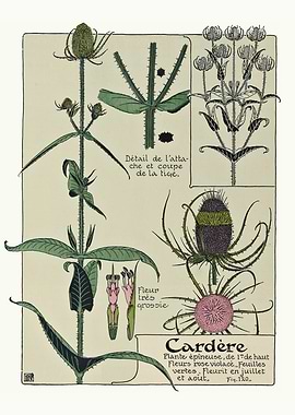 Vintage Wild Teasel Flower