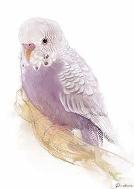 Budgie Portrait 004