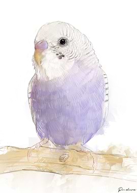 Budgie Portrait 006