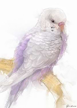 Cockatiel Portrait 001