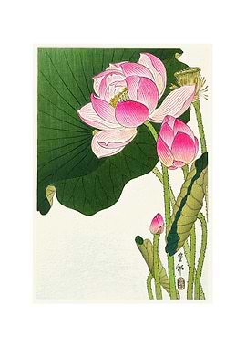 Blooming Lotus Flowers