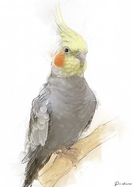Cockatiel Portrait 014