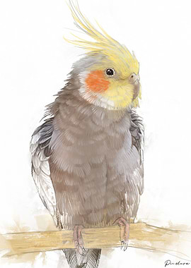 Cockatiel Portrait 015