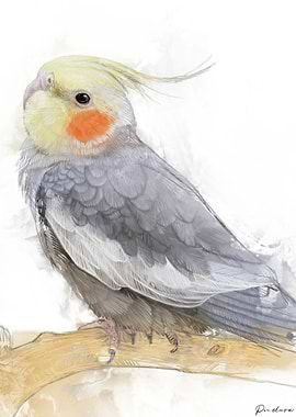 Cockatiel Portrait 016