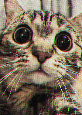 Cat Expression Extreme