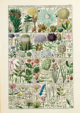 Vintage Tetrandria Flowers