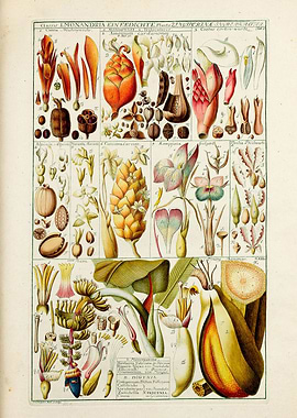 Vintage Monandria Plants