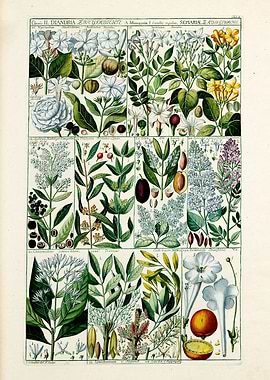 Vintage Diandria Plants