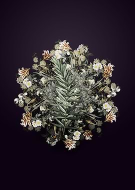 Whorled Solomons Seal