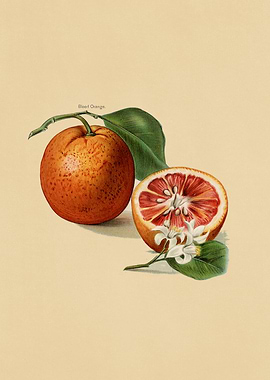 Vintage Fruits