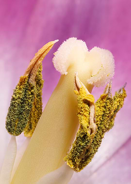 Inside a purple tulip