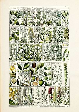 Retro Tetrandria Plant