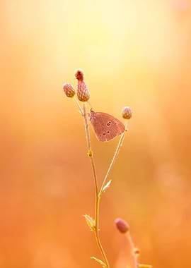 Brown butterfly in the sun