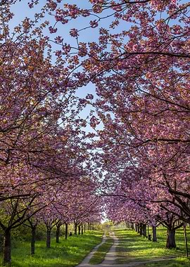 Beautiful cherry blossom