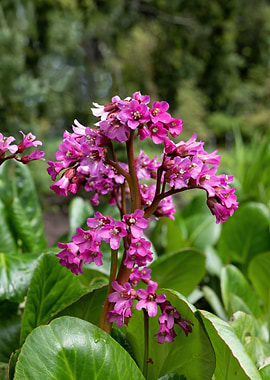 Bergenia Flowers