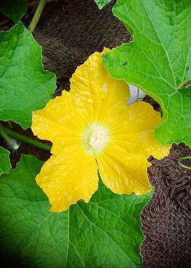 Cucumber Flower2