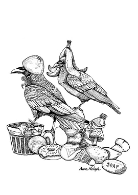 Crows treasure hunting