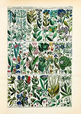 Vintage Pentandria Plants