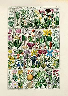 Vintage Pentandria Flowers