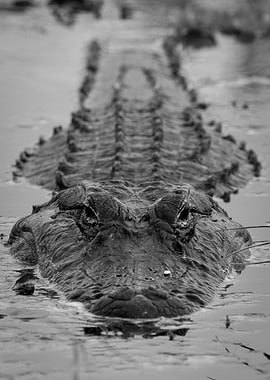 Alligator Close Up Photo