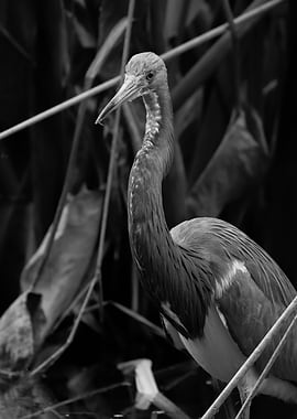 Elegant Heron Photography