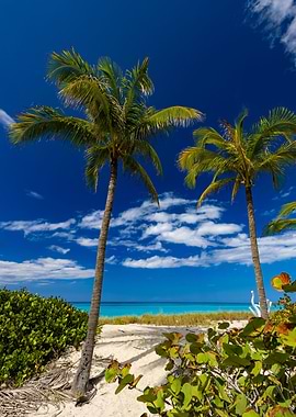 Exotic beach in Cuba