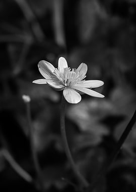 Solitary Flower Photo