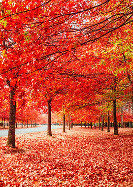 Autumn Lining Streets