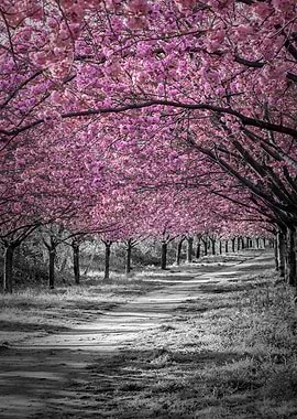 Cherry blossom alley