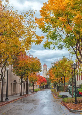 Autumn Rain at Stanford