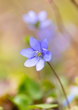 Purple flower spring day