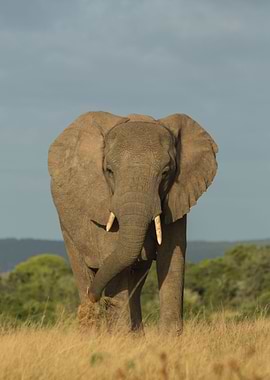 African Elephant