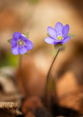 Purple flower spring day