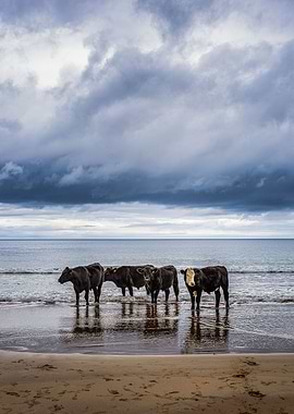 Cows relaxing on the beach