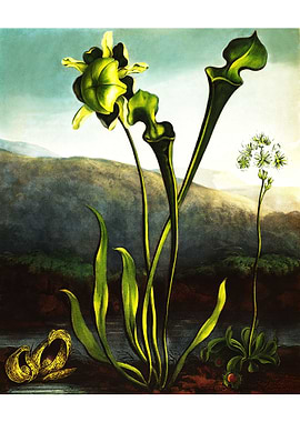 The American Bog Plants