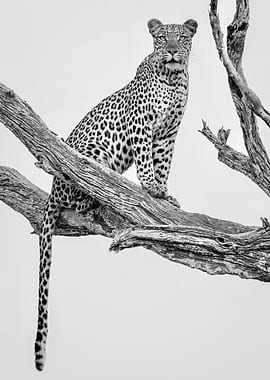 Leopard Portrait Mono Var