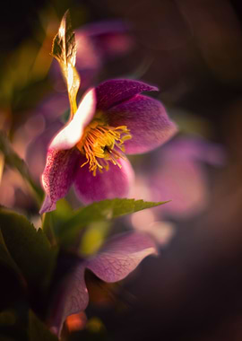 Pink flower spring day