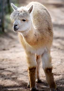 Alpaca