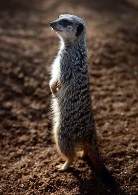 Meerkat