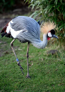 Crowned Crane