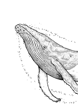 Humback Whale Part 1 Front