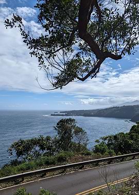 View from Beneath a Tree