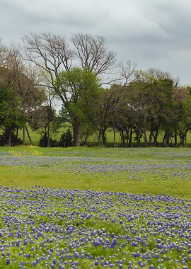 Bluebonnet field