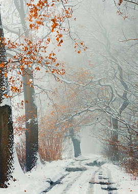 Winter alley snowy road